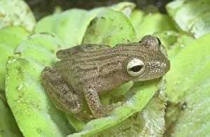 Lettuce: Many-striped treefrog