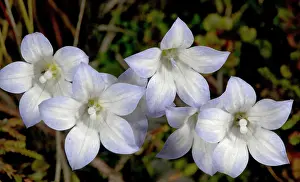 Maori: Maori bluebell (actually in bellflower family)