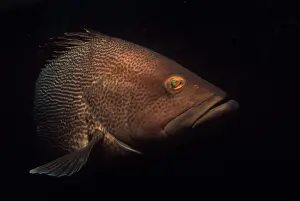 Maori: Maori Cod