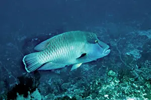 Maori: Maori / Napoleon Wrasse - female