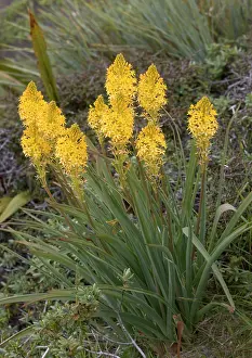 Maori: Maori Onion at high altitude in the Arthur Range