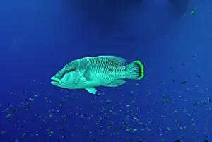 Wrasses: Maori Wrasse / Humpheaded Wrasse - female