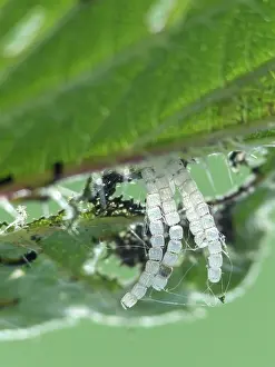 Dioica: Map Butterfly