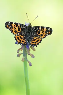 Levana: Map Butterfly