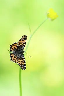 Levana: Map Butterfly