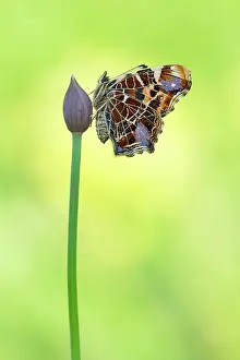 Levana: Map Butterfly