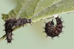 Larva: Map butterfly (Araschnia levana), caterpillar begins
