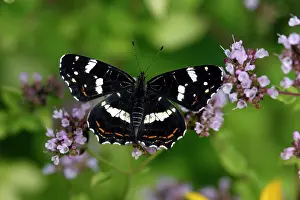 Levana: Map Butterfly - feeding on blosssom in garden