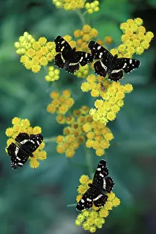 Levana: Map Butterfly - Four mature species of summer generation