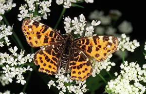 Levana: Map Butterfly - seasonally dimorphic, spring generation