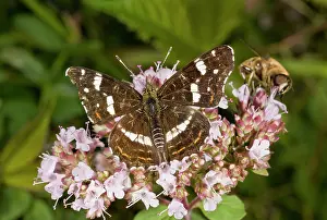 Lepidopterae: Map Butterfly - second generation (known as forma
