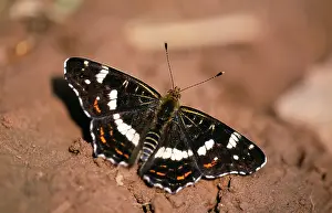 Levana: Map BUTTERFLY - Summer generation feeding
