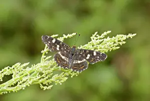 Upperside: Map butterfly - Upperside
