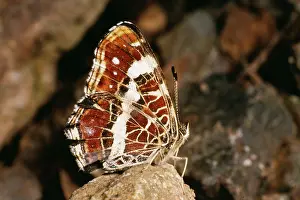 Folded: Map Butterfly - wings folded