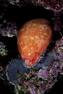 Seashells: Map cowrie, Cypraea mappa, Witu island, West New Britain, Pa