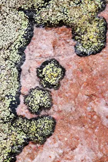 Relationship: Map Lichen