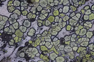 Algae: Map Lichen - Lapland - Sweden