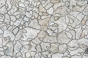 Lines: Map Lichen - UK