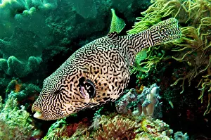 Mappa: Map Puffer