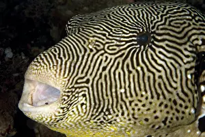 Arothron: Map Puffer