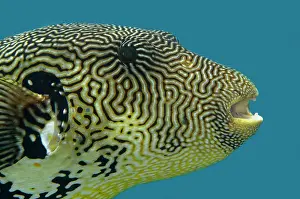 Papua: Map Puffer