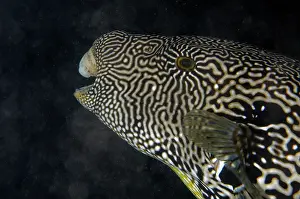 Manis: Map Puffer - Air Manis Jetty dive site, Ambon, Maluku