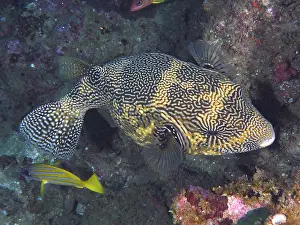 Arothron: Map puffer (Arothron mappa). Dive site Sodwana