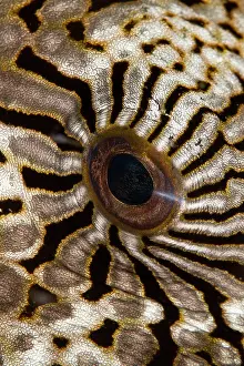Arothron: Map Puffer - eye