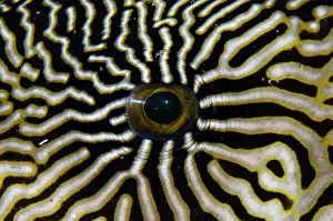 Arothron: Map Puffer eye