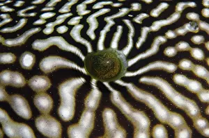Arothron: Map Puffer eye