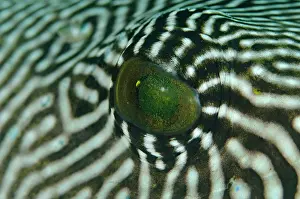 Arothron: Map Puffer eye Sebayor Point dive site, between