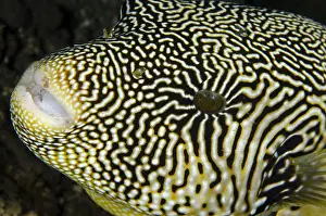 050618: Map Puffer - Jemeluk Bay Wall dive site, Amed