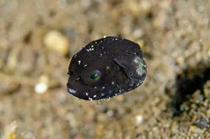 Arothron: Map Puffer - juvenile - Bulakan Dive Site, Tulamben