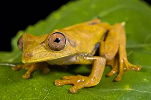 Suriname: Map tree frog (Hypsiboas geographicus)