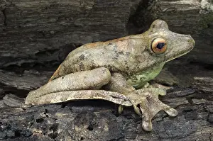 Geographica: Map Treefrog