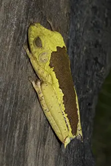 Reticulated: Map treefrog