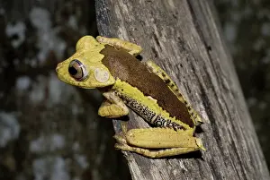 Geographica: Map treefrog