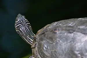 Graptemys: Map Turtle