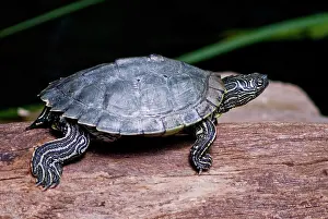 Graptemys: Map Turtle