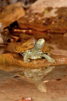 Northcott: Map Turtle, Graptemys geographica, Native