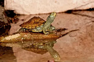 Northcott: Map Turtle, Graptemys geographica, Native