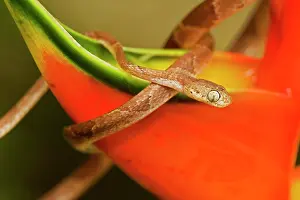 Cenchoa: Mapepire Corde Violon / Blunthead Tree Snake