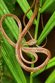 Cenchoa: Mapepire Corde Violon / Blunthead Tree Snake