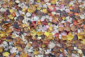 Nelson: Maple