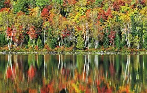 Blissful: Maple