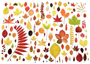 Reforestation: Maple