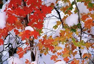 Copse: Maple