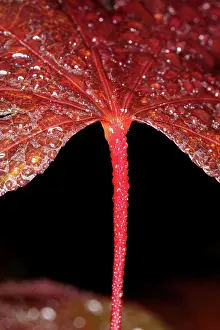 Moisture: Maple