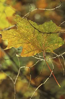 Trapped: Maple