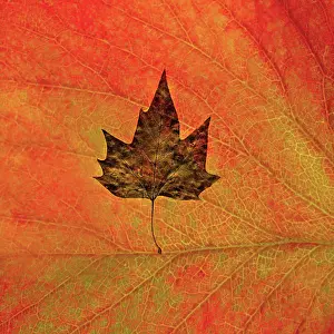 Sensational: Maple